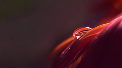 Of nature red Flowers