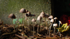 Of these dsc finishing