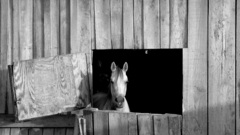 Old barn horse animal