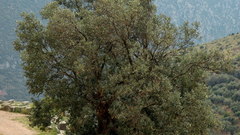 Olive nice old tree