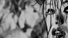 Olivia Wilde greyscale