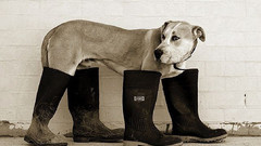 One high This Gay sure Resolution kinkydog