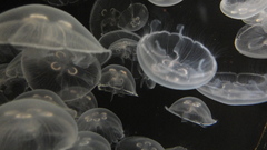 One More This any dsc similar