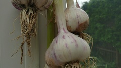 Onions high