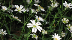 Openphotonet present high