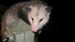 Opossums