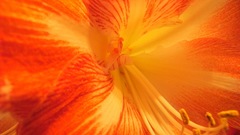 Orange betheena flower yellow