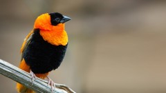 Orange Birds weaver birds