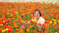 Orange fields high Food