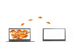Orange fish white background goldfish Laptops funny jumping 