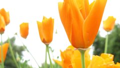 Orange flower Flowers need