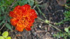 Orange flower water drops