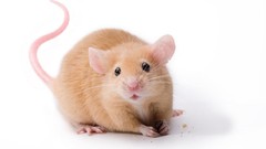 Orange food mice white