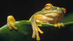 Orange Frogs Delta amphibians