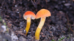 Orange high Food and