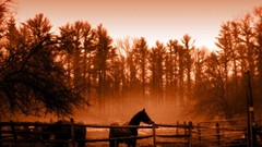 Orange Horses farm life