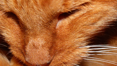 Orange kittah bubba More