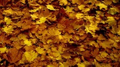 Orange leaves fallen leaves