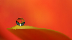 Orange leaves water drops