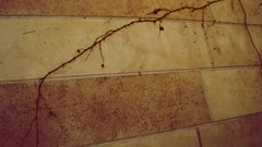 Orange modern architecture vines