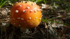 Orange mushrooms