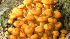 Orange mushrooms high Food