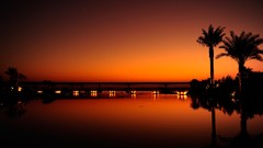 Orange palm trees infinity pools