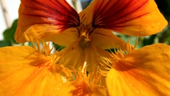 Orange red flower close-up