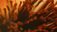 Orange Sony brushwood deviantart