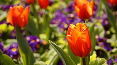 Orange tulips flower