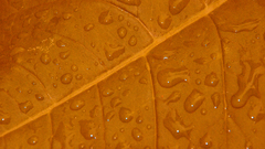 Orange wet leaf Food