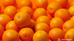 Oranges