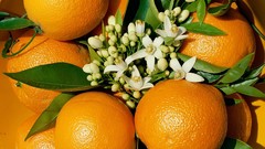 Oranges