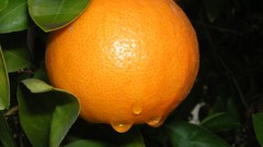 Oranges fruits