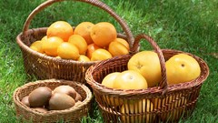 Oranges fruits baskets