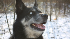 Orca high sharpened Resolution