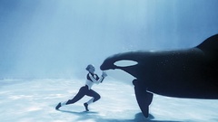 Orca Killer Whale baleia