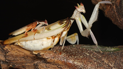 Orchid mantis More Bug