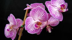 Orchidea