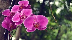 Orchids