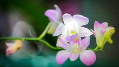 Orchids
