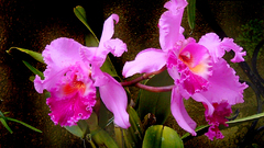 Orchids high