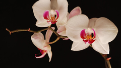 Orchids late night