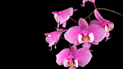 Orchids pink flowers