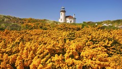 Oregon Beaches Wildflowers