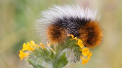 Oregon insects Don caterpillars