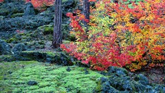 Oregon lava fields forests National
