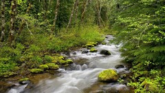 Oregon mount forests National