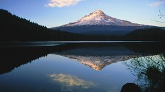 Oregon mount trillium