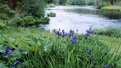 Oregon rivers forests National